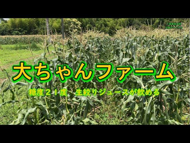 【大ちゃんファーム】日本一甘い糖度２１のトウモロコシ直売店に行きました