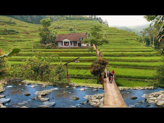 Suasana Pagi Hari di Desa, Adem Ayem Tentrem Bikin Rindu Kampung Halaman