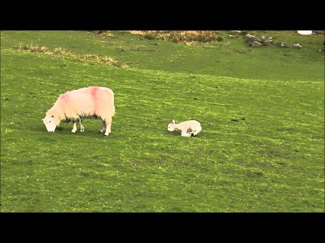 Lambs at Loughrigg Tarn