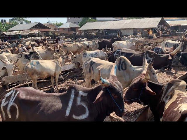 Price Of Cows, Goats, Rams And Other Livestock Animals In Edo State, Nigeria.