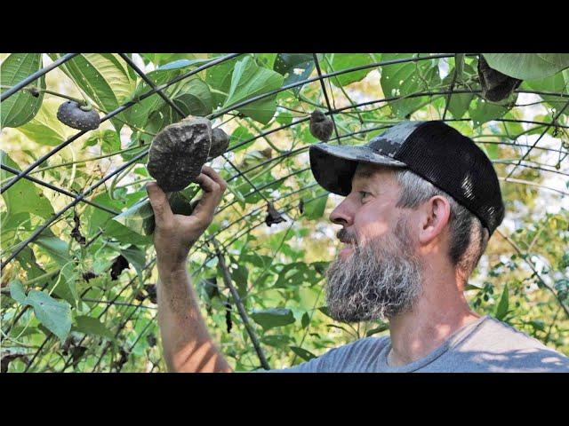 How To Ensure Your Food Forest Feeds You Fast (And Becomes Your Backyard Emergency Food Supply)