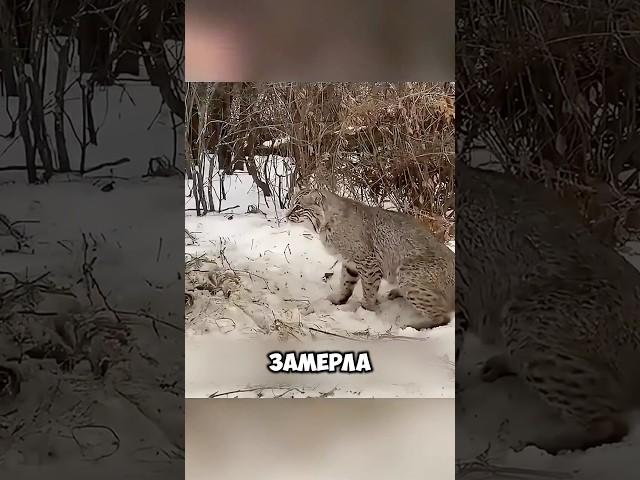 Рысь Поняла Что Человек Не Враг, А Друг! #животные