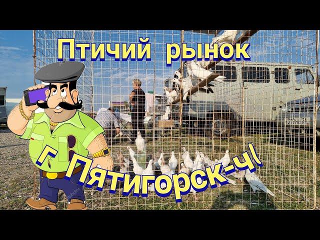 Pigeons prices bird market Pyatigorsk-ch1