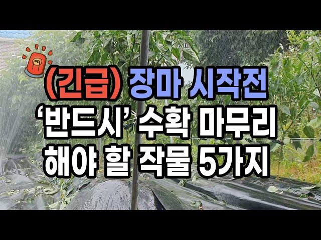 (긴급) 장마 시작 전 반드시 수확 마무리 해야 하는 작물 5가지