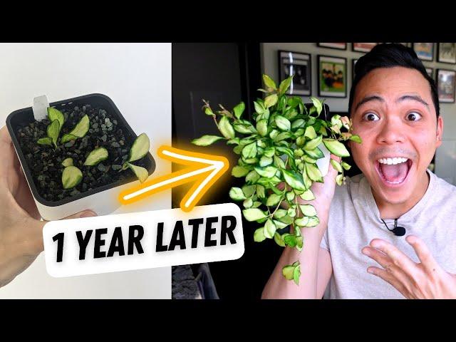 plant updates  Hoyas - 1 year later | where are they now?