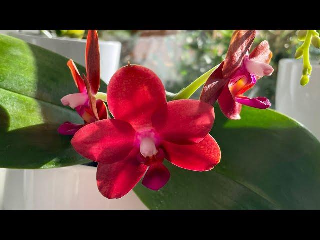 Phalaenopsis Mituo Sun Queen | Beautiful Red Orchid