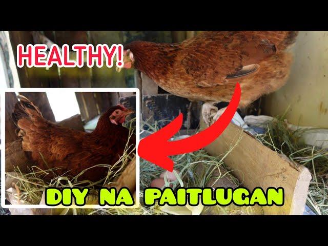 DIY NA ITLUGAN NG RHODE ISLAND RED AT AUSTRALORP (DIY CHICKEN COOP || Raising Chickens Vlog 1