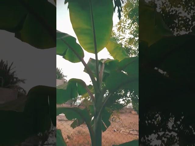 |Red banana details is description |#red banana tree#growing#nature #village#|THE BANANA KING|