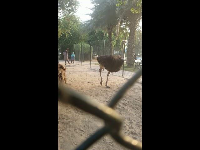 Bahria Orchard Mini Zoo Lahore