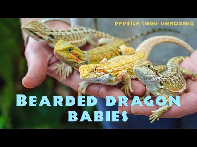 Unboxing the CUTEST Baby Bearded Dragons