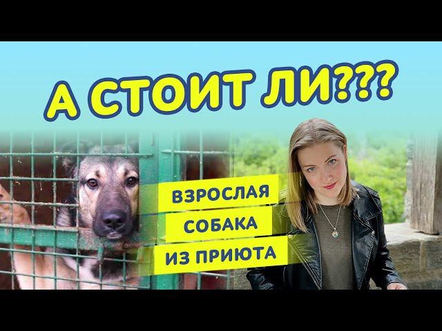 Взрослая собака из приюта. Адаптация взрослой собаки: стоит ли заниматься?