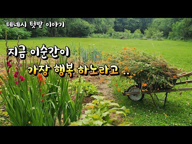[미국 테네시]  시골일상이 평범해서 더 행복 합니다  #테네시 #시골풍경 #farming