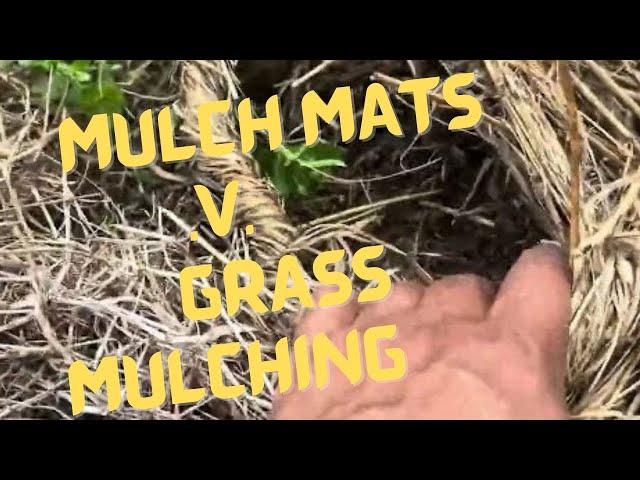 Mulch mats or grass mulching …