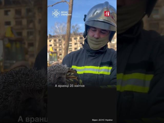 ДСНС та домашні тваринки • RFI Українською