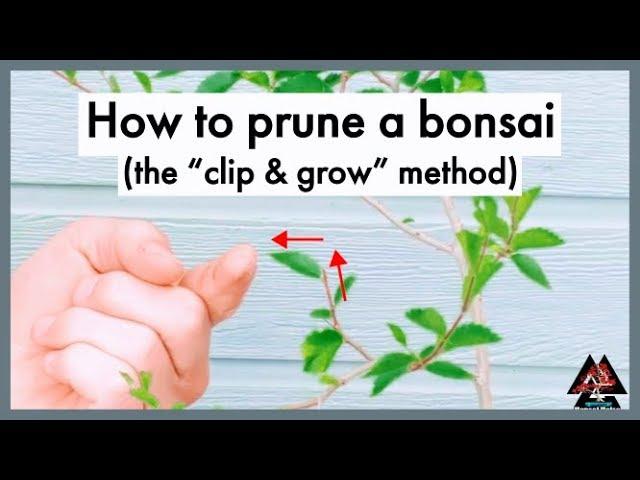 How to prune a bonsai tree (clip & grow method)