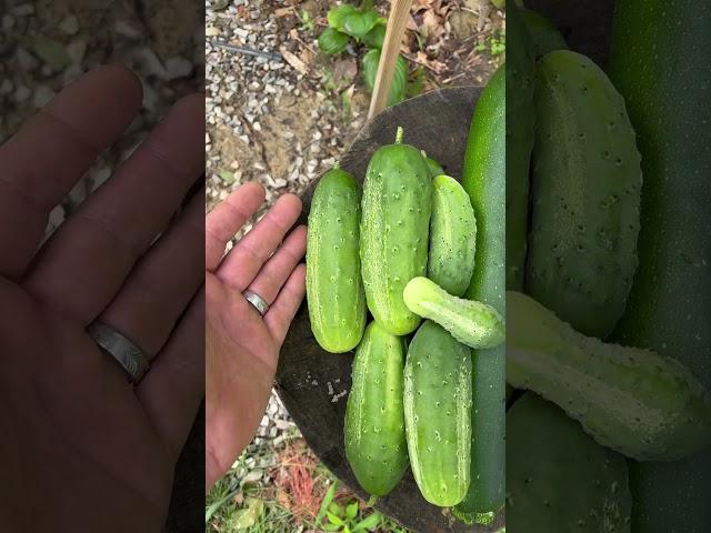 It’s About Pickling Time  Chamberlin Family Farms #cucumbers #pickels #farming #homesteading