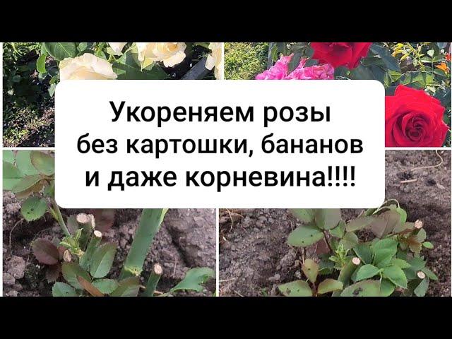 Как укоренить черенки роз без особых усилий.