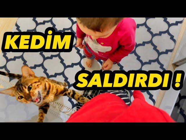 BEBEĞİME KIZDIM KEDİM SALDIRDI ! MUSTAFA VE MİNTİK GÜNLÜK VLOG