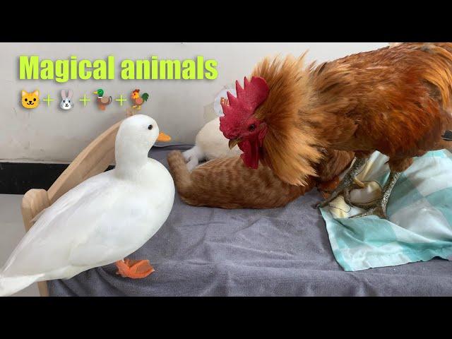 Unbelievable! The duck wanted to sleep with the kitten, but the rooster disagreed. So funny!