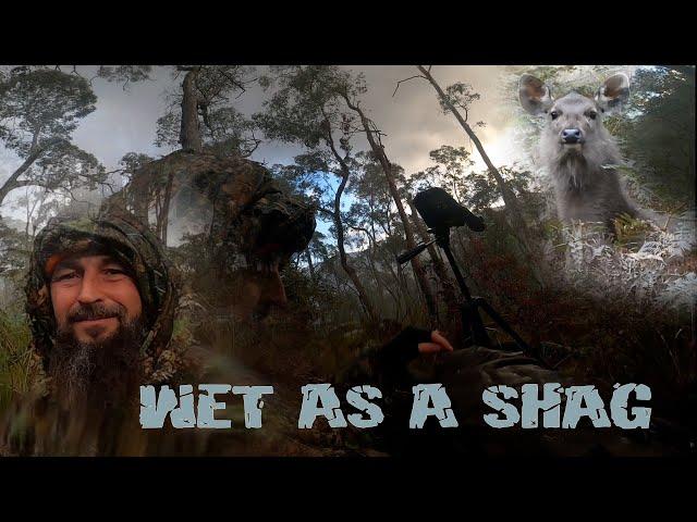 Wet Sambar Deer Hunting