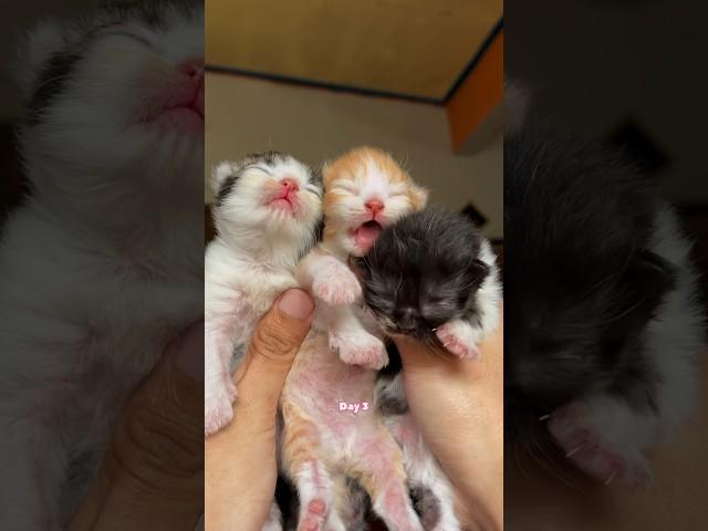 Timelapse Cute Kittens Aged 1 To 100 Days #kucinglucu #kucing #kitten #catlover