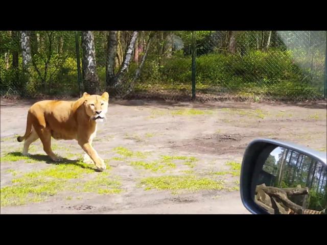 Serengeti Park Löwen - Löwenkampf