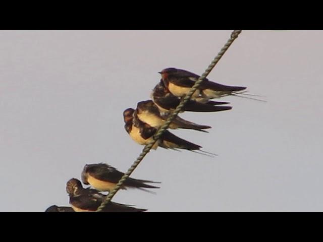 Barn swallow (Hirundo rustica) Σταβλοχελίδονο - Χελιδόνι - Cyprus