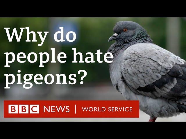 How did pigeons get everywhere? - BBC World Service