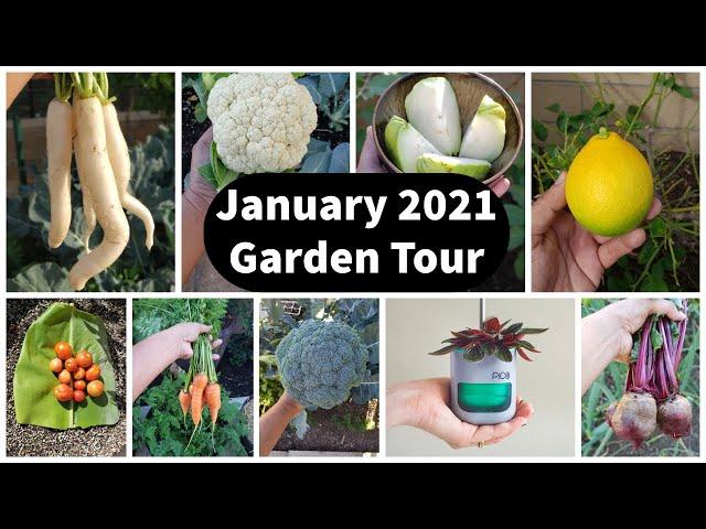 Full Jan 2021 Garden Tour - Vegetable Harvests, Gardening Tips & Grow Light Giveaway Winner!