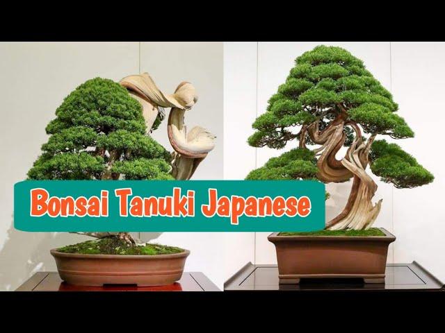 Inspirasi Bonsai Tanuki patut dipelajari