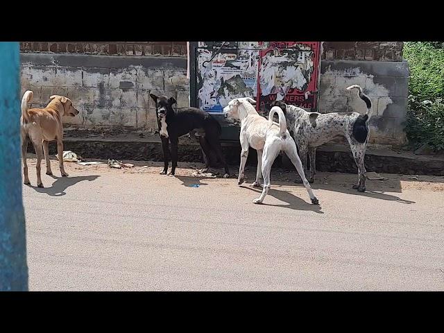 dog fighting other dog