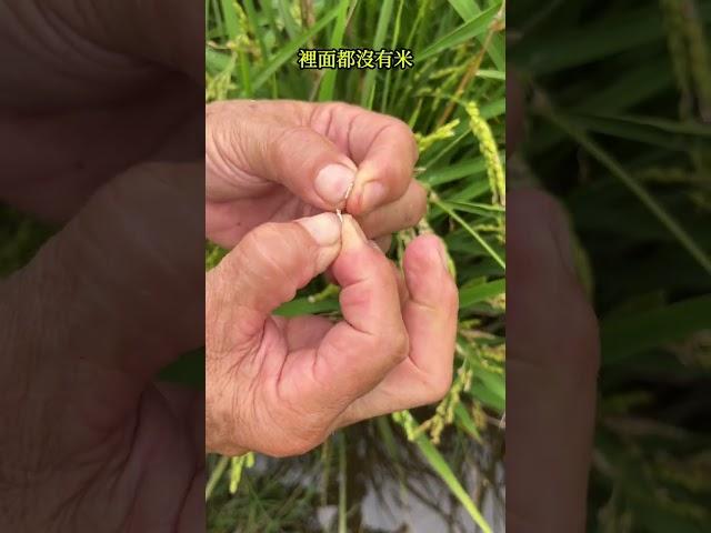 為什麼有些稻田看起來白白的？