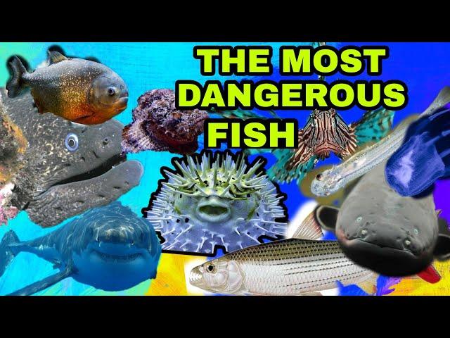 The Most Dangerous Fish in the World!