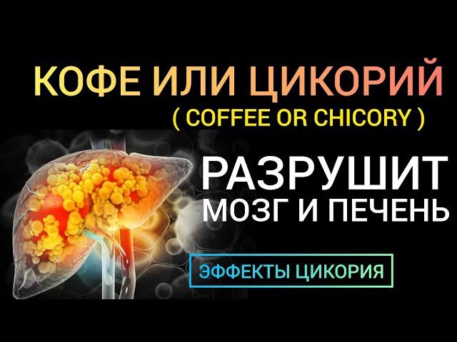 Chicory - benefit harm l Польза или Вред l Цикорий или Кофеин l Что разрушает мозг и печень