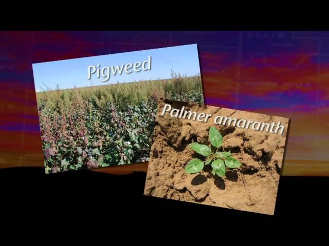 The Art and Science of Weed Control