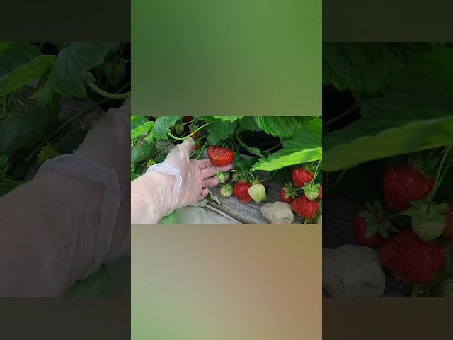 Клубника Азия. Очень вкусная!!!