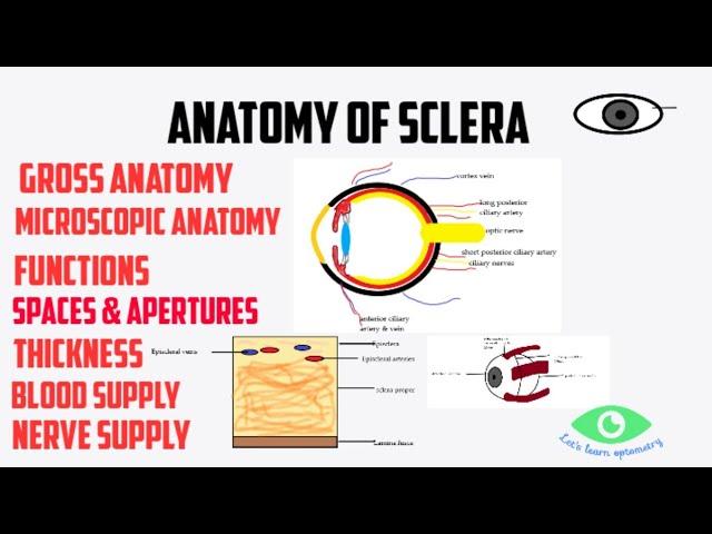 Anatomy of sclera