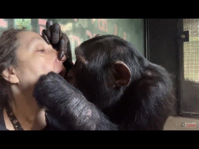 Very Friendly Chimpanzee Grooming