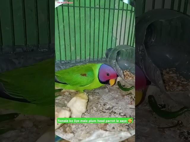 female ke liye male plum head parrot le aaye |parrot status video#ytshorts#parrot#viralvideo#birds