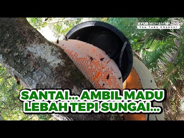 Santai Ambil Madu Lebah Warna Kuning Tepi Sungai #eps268