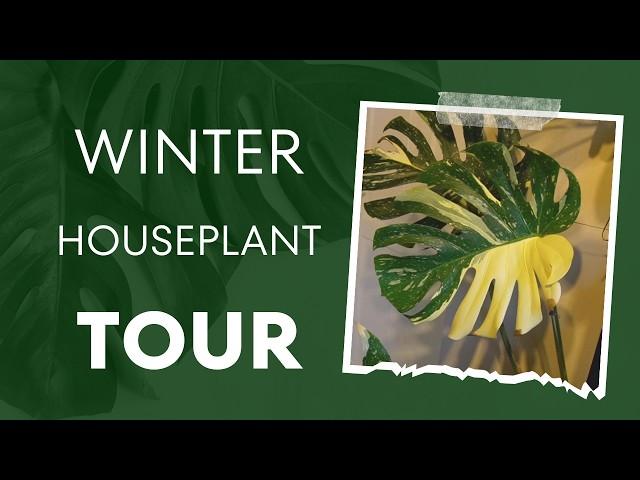  Winter Houseplant Tour 2024: Low Humidity, No Lights... Still Thriving? 