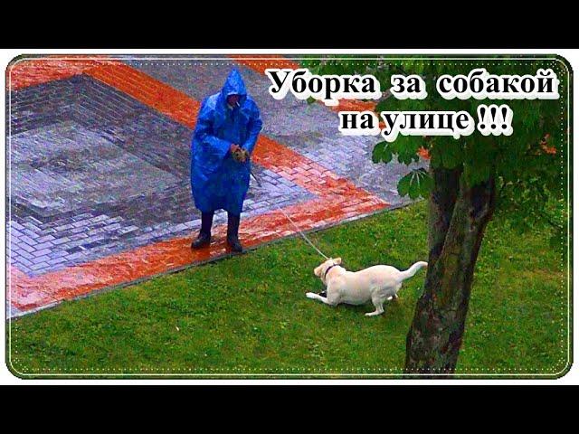 █  Такое редко увидишь! / Уборка ФЕКАЛИЙ питомца на траве!!!