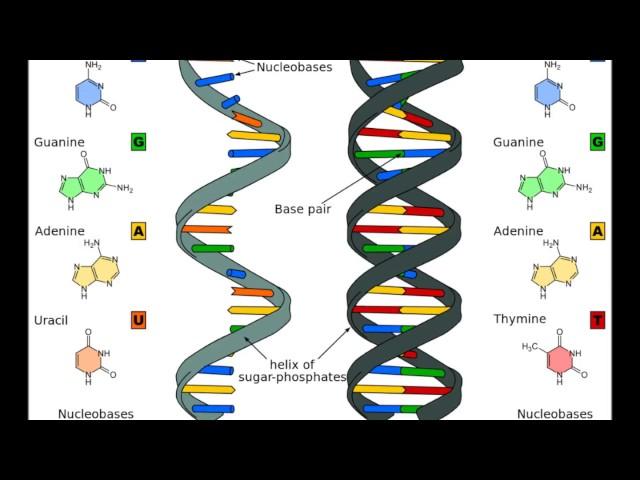 RNA :: The Audiopedia