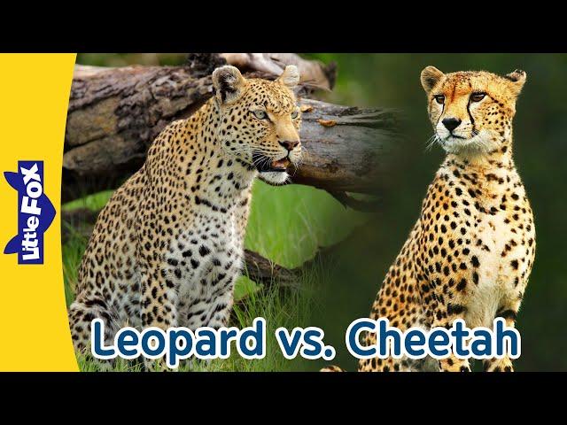 Two Spotted Big Cat, Leopard vs Cheetah | What's the Difference? | Little Fox