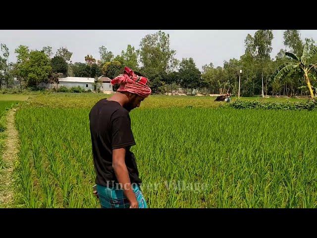 Visiting my paddy field | Daily village life | Uncover Village