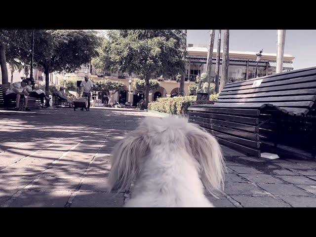 Los Perros ven en BLANCO y NEGRO ó a COLORES | AQUÍ TE LO EXPLICO