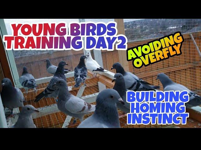 HOW TO TRAIN YOUNG PIGEONS|GETTING TO KNOW THE AREA|BUILDING HOMING INSTINCT|PIGEON RACING UK