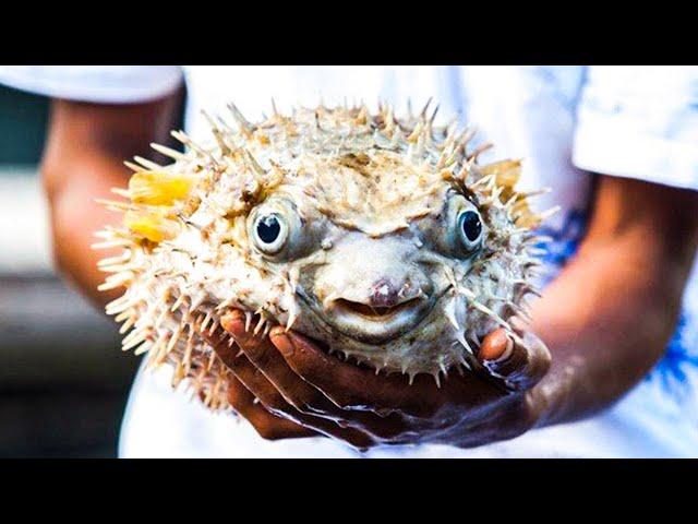 Most Poisonous Fish You Won't Believe Exist!