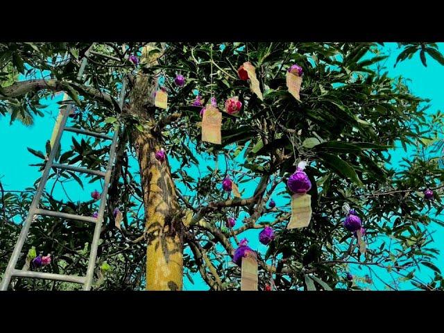 Money tree#youtube #video #trending #shortsvideo #short #entertainment #subscribe #youtubeshorts