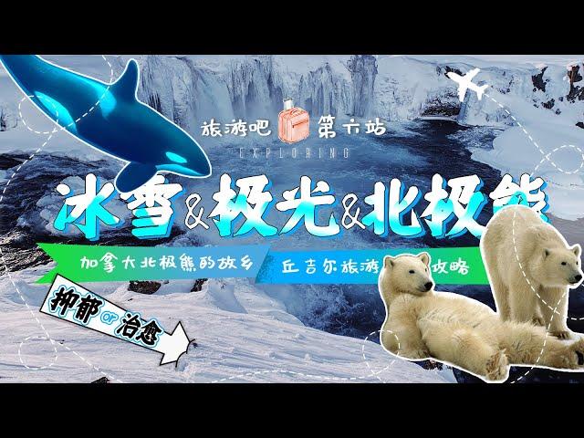 加拿大旅游//北极熊之都丘吉尔旅游攻略--从北极熊的眼睛，嘉宾看到了美丽与哀愁，气候变暖熊生艰难 （虚拟峰会上优等生继续努力差等生继续拖后腿）#全媒体加拿大台QMedia.Canada  180 期